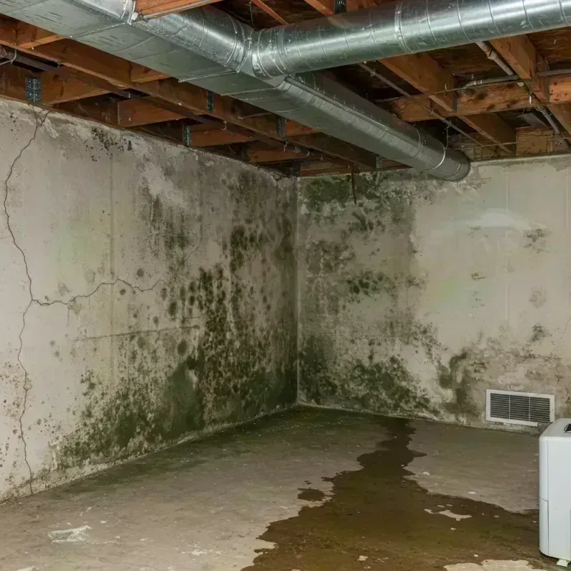 Professional Mold Removal in Woodridge, IL